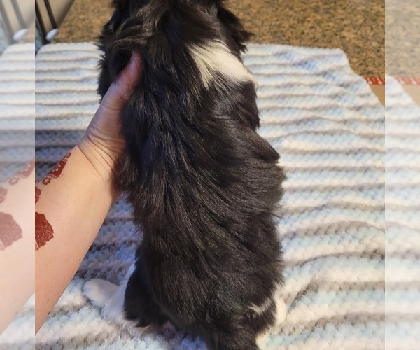 Medium Photo #8 Shih-Poo Puppy For Sale in HOBART, IN, USA