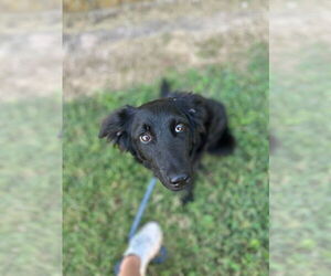 German Shepherd Dog-Unknown Mix Dogs for adoption in Claremore, OK, USA