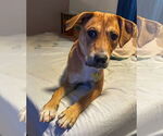 Small #4 Mutt