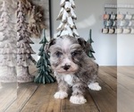 Small Photo #2 Schnauzer (Miniature) Puppy For Sale in FLORENCE, SD, USA