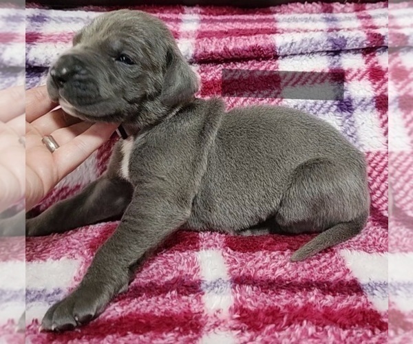 Medium Photo #7 Great Dane Puppy For Sale in OGDEN, UT, USA