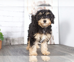Small Photo #2 Miniature Bernedoodle Puppy For Sale in RED LION, PA, USA