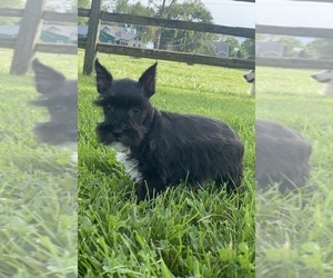 Schnauzer (Miniature) Puppy for sale in CANOGA, NY, USA