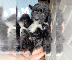 Bordoodle-Unknown Mix Puppy for sale in JUNCTION CITY, OR, USA