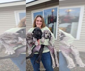 Great Dane Litter for sale in PASCO, WA, USA