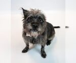 Small #1 Mutt