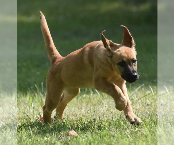 Medium Photo #9 Retriever -Unknown Mix Puppy For Sale in Mechanicsburg, PA, USA