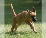 Small #8 Retriever  Mix