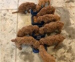 Small Photo #14 Poodle (Standard) Puppy For Sale in JOPLIN, MO, USA