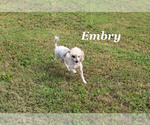 Small #19 Poodle (Miniature)