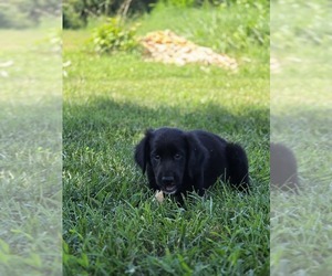 Aussiedor Puppy for sale in MADISON, VA, USA