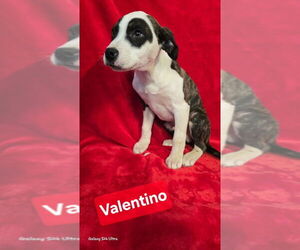 Mutt Dogs for adoption in Foristell, MO, USA