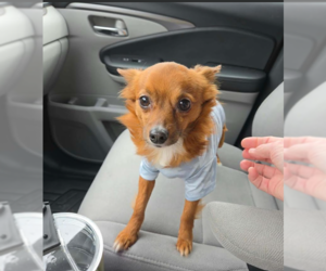 Chihuahua-Unknown Mix Dogs for adoption in Cranston, RI, USA