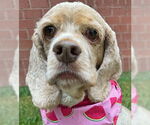 Small #4 Cocker Spaniel