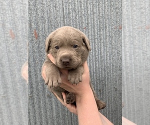 Medium Labrador Retriever