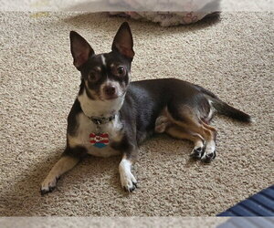 Chihuahua Dogs for adoption in Ames, IA, USA