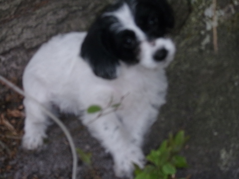 Medium Photo #7 Jack Russell Terrier-Poodle (Standard) Mix Puppy For Sale in FAYETTEVILLE, NC, USA
