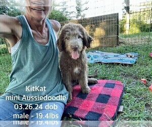 Aussiedoodle Miniature Puppy for sale in CASSVILLE, MO, USA