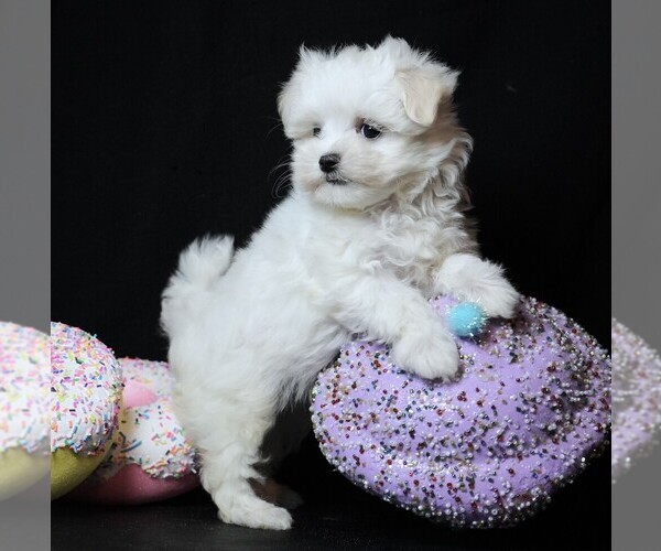 Medium Photo #6 Maltese Puppy For Sale in ROCK VALLEY, IA, USA