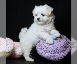 Small #5 Maltese