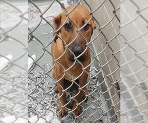 American Staffordshire Terrier-Unknown Mix Dogs for adoption in Anchorage, AK, USA