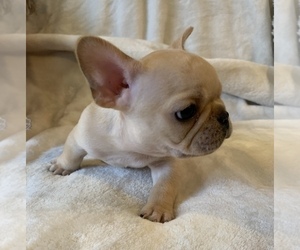 French Bulldog Puppy for sale in JOHNS ISLAND, SC, USA
