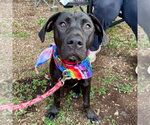 Small #20 Labrador Retriever Mix