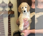 Small #2 Poodle (Standard)
