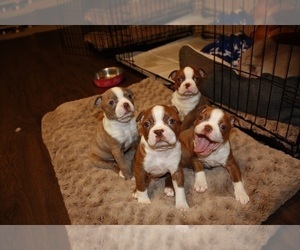 Boston Terrier Puppy for sale in POTTSBORO, TX, USA