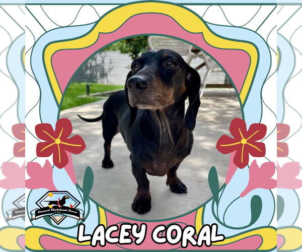 Medium Photo #3 Dachshund Puppy For Sale in San Antonio, TX, USA
