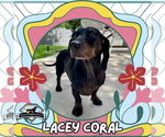 Small #2 Dachshund