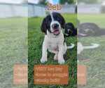 Puppy Zeb Labrador Retriever-Saint Bernard Mix