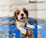 Puppy Ben Cavalier King Charles Spaniel