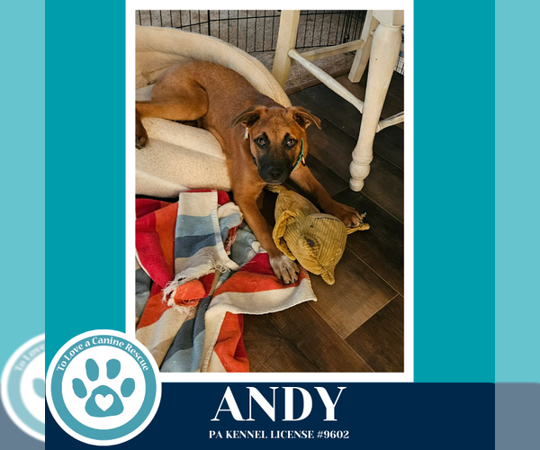 Medium Photo #4 Mutt Puppy For Sale in Kimberton, PA, USA