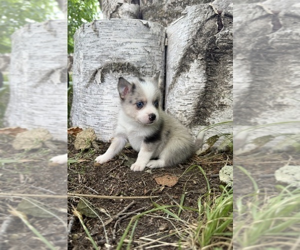 Medium Photo #2 Alaskan Klee Kai-Pomsky Mix Puppy For Sale in STAPLES, MN, USA
