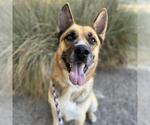 Small #2 German Shepherd Dog