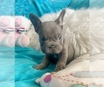 Small #3 French Bulldog