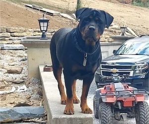 Mother of the Rottweiler puppies born on 03/14/2024