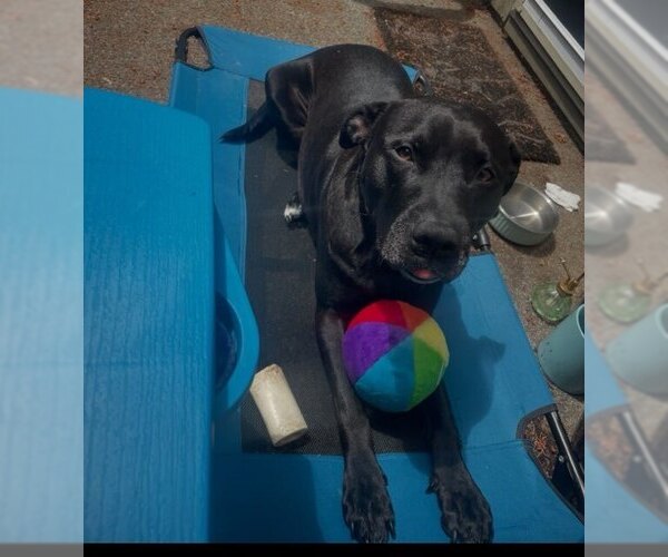Medium Photo #1 Labrador Retriever-Unknown Mix Puppy For Sale in Bellingham, WA, USA