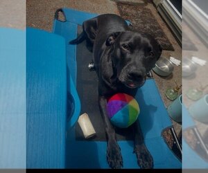 Labrador Retriever-Unknown Mix Dogs for adoption in Bellingham, WA, USA