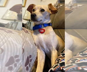 Waldo - Male Mutt Dog for Adoption - Photo #3