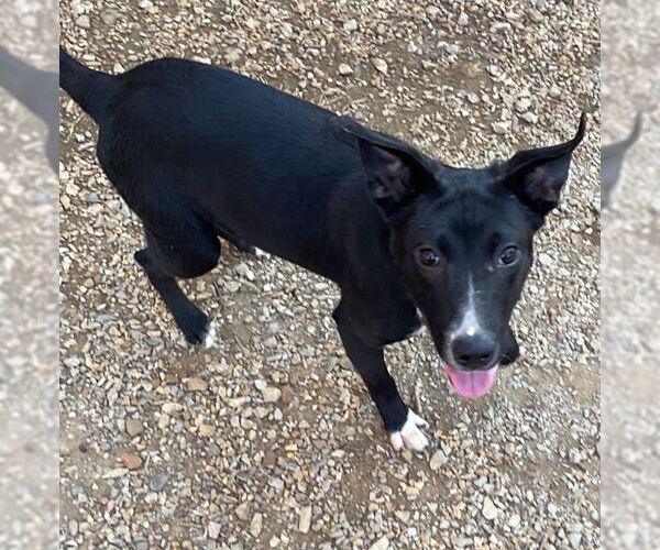 Medium Photo #3 Mutt Puppy For Sale in Mountain View, AR, USA