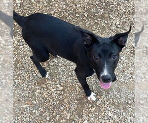 Finch - Male Mutt Dog for Adoption - Photo #3