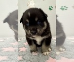 Small Photo #17 Pomsky-Shiba Inu Mix Puppy For Sale in NASHUA, NH, USA