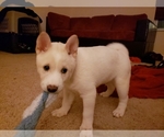 Small Photo #7 Shiba Inu Puppy For Sale in DAVENPORT, FL, USA