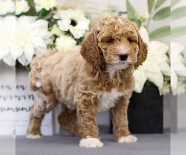 Medium Photo #4 Goldendoodle (Miniature) Puppy For Sale in EAST EARL, PA, USA
