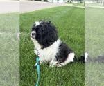 Small #5 Shih Tzu Mix