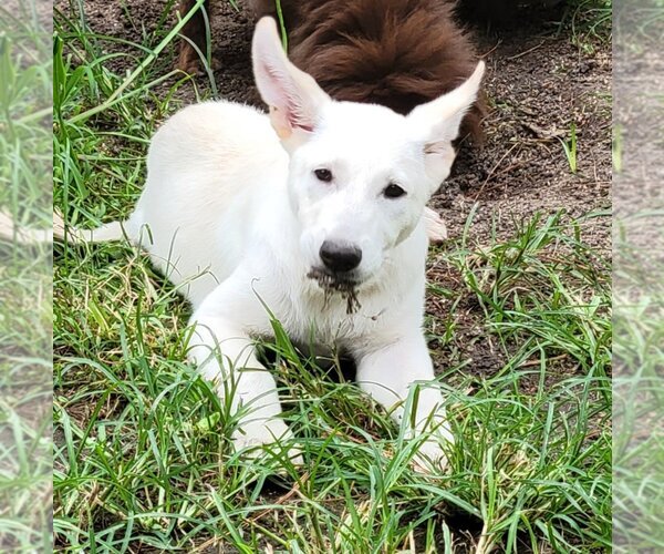 Medium Photo #13 Great Pyrenees-Unknown Mix Puppy For Sale in Spring, TX, USA