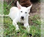Small #12 Great Pyrenees Mix