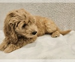 Small Photo #1 Goldendoodle (Miniature) Puppy For Sale in EAGLE MOUNTAIN, UT, USA